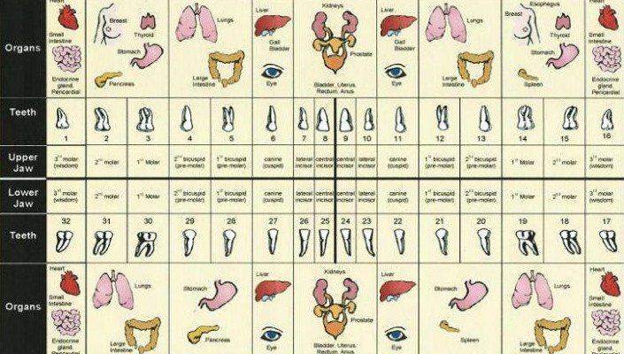 tooth-organ-chart