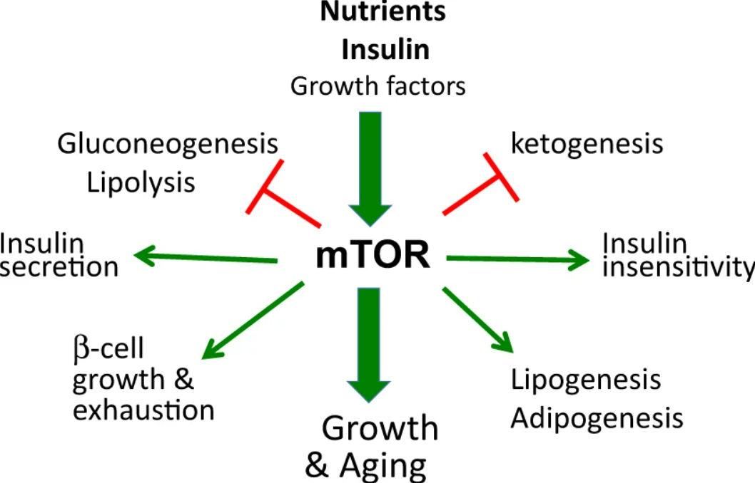 Rapamycin and Fasting