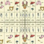 tooth organ chart