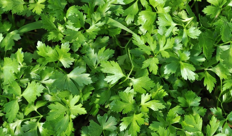 Parsley is one of the most nutrient-dense foods you can eat, delivering a surprising number important nutrients in every handful.